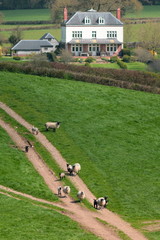 Wall Mural - Flock of sheep herding on a farmland in Blackdown Hill, East Devon, England