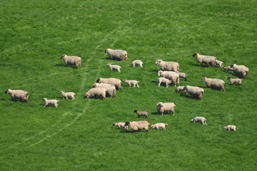 Wall Mural - Flock of sheep herding on a farmland in Blackdown Hill, East Devon, England