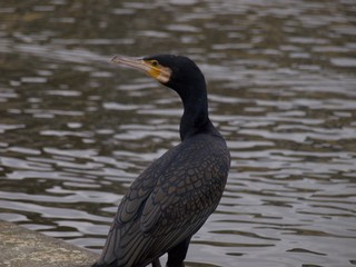 Kormoran 2