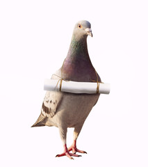 pigeon bird and papoer letter message mail on neck for abstract of media and press sender