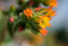 Macro Detail Of Little Orange Desert Cactus Flowers (echeveria Pulvinata)