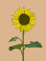 Wall Mural - Sunflower. Vector set of hand drawn sunflowers and leaves , vintage style.