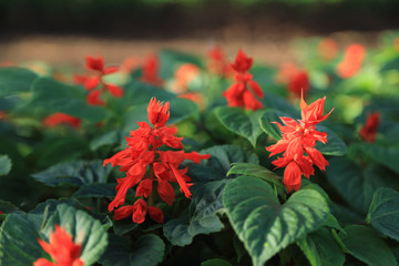 Wall Mural - Bunch of red flowers in flowerbed.
