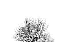 Flock Of Many Birds Roosting In Barren Tree