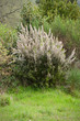 Erica arborea - flowering