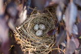 Fototapeta  - Birds Nest