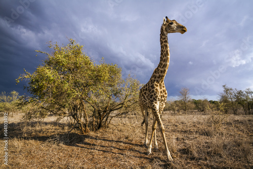 Zdjęcie XXL Żyrafa w Kruger parku narodowym, Południowa Afryka