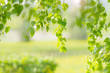 © Alexander - Bright summer green background with birch leaves. Blurred background with the lens during the shooting