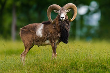 Big Moufflon Ram