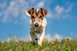 Hund läuft über grüne Wiese mit Löwenzahn - Jack Russell 10 Jahre alt