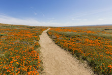 Poppy Path Wildflower Meadow In Southern California.