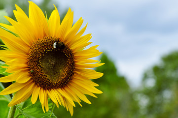 sunflower