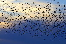 Flock Of Starlings In The Evening Sky