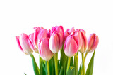 Fototapeta Tulipany - Pink tulips on white background.