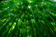 © Thanaphum - Bamboo Forest is a tourist site in Arashiyama, Kyoto, Japan. The Ministry of the Environment included the Sagano Bamboo Forest on its list of 100 Soundscapes of Japan.