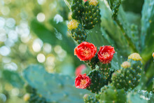 Beautiful Blooming Wild Desert Orange Cactus Flowers.