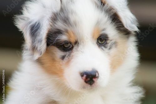Portrait Chiot Berger Australien Stock Photo Adobe Stock Portrait Chiot Berger Australien Stock Photo Adobe Stock