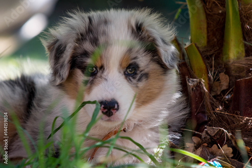 Chiot Berger Australien Bleu Merle Stock Photo Adobe Stock