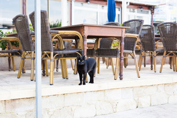 Black cat walking outdoors