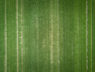 Agricultural field with crops from above