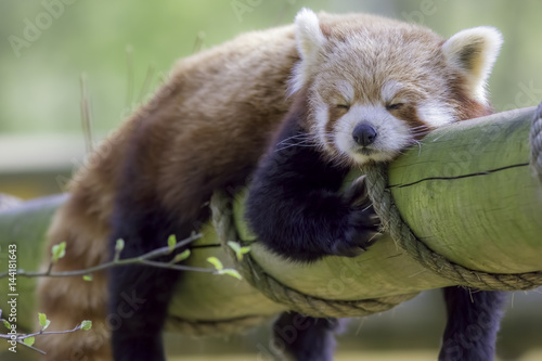 Fotomural Red Panda Sleeping. Cute animal taking an afternoon nap.