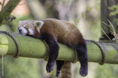Fotografía Sleeping Red Panda. Funny cute animal image.