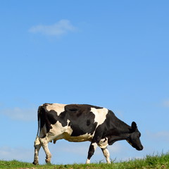 Wall Mural - British Friesian cow against blue sky grazing on a farmland in East Devon, England