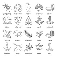 Set Of Herbs And Plants Outline Icons Used In Cosmetics And Natural Medicine. Vector Illustration