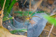 © patarapong - Spider on Spider web