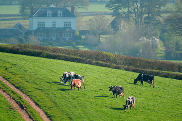Wall Mural - Herd of British Friesian cows grazing on a farmland in East Devon, England