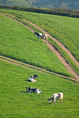 Wall Mural - Herd of British Friesian cows grazing on a farmland in East Devon, England