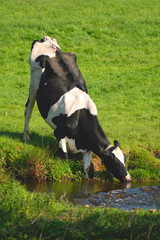 Wall Mural - British Friesian cow drinking water from river on a farmland in East Devon, England