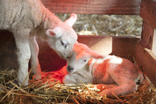 Two Newborn Lambs On Straw Under Red Light Of Heat Lamp