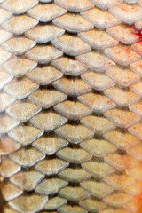 Canvas Print - scales of fish as background