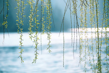 Spring Season Weeping Willow Above The Blurred Sunny Lake. Selective Focus Used.