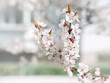 White sharp and defocused flowers blooming tree. Beautiful springtime. Watercolor background. Blooming tree branches with white flowers.