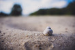 Seashell on the sand