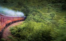 Train Passing Through Forest