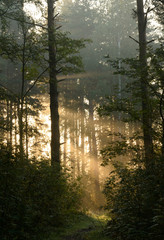 Canvas Print - Silhouette of a pine forest at dawn.