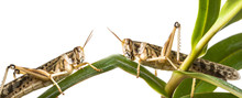 Schistocerca Gregaria - The Desert Locust - Food Insects