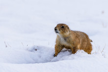 Prairie Dog In The Snow