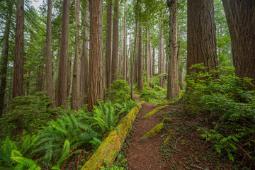 Poster - Old-growth sequoias in the fairy green forest. A path in the redwood forest. Redwood national and state parks. California, USA