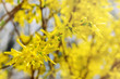 Watercolor yellow background. Sharp and defocused flowers blooming tree. Blooming tree branches with flowers.  Copy space. Sunny day.