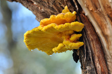 Laetiporus Sulphureus "chicken Of The Woods" Fungi - Also Known As Sulphur Shelf Mushroom
