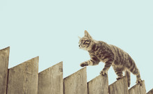 Fluffy Gray Cat Walking On A Old Wooden Fence.