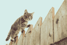 Cat On A Fence Free Stock Photo - Public Domain Pictures