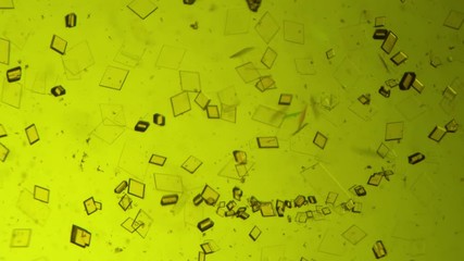 Sticker - Crystal growth, microscope photography using a microscope