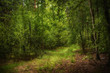 © Roxana - Dark moody forest with path and green trees, natural outdoor vintage background