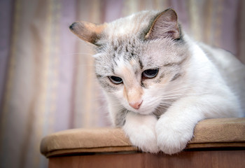 Poster - Beautiful white cat lying on a chair and looks down