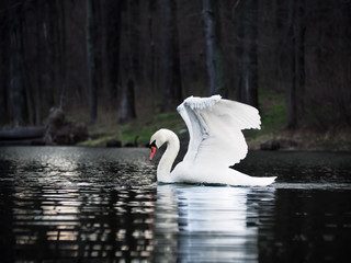 White swan landing at the  lake with beautiful wings